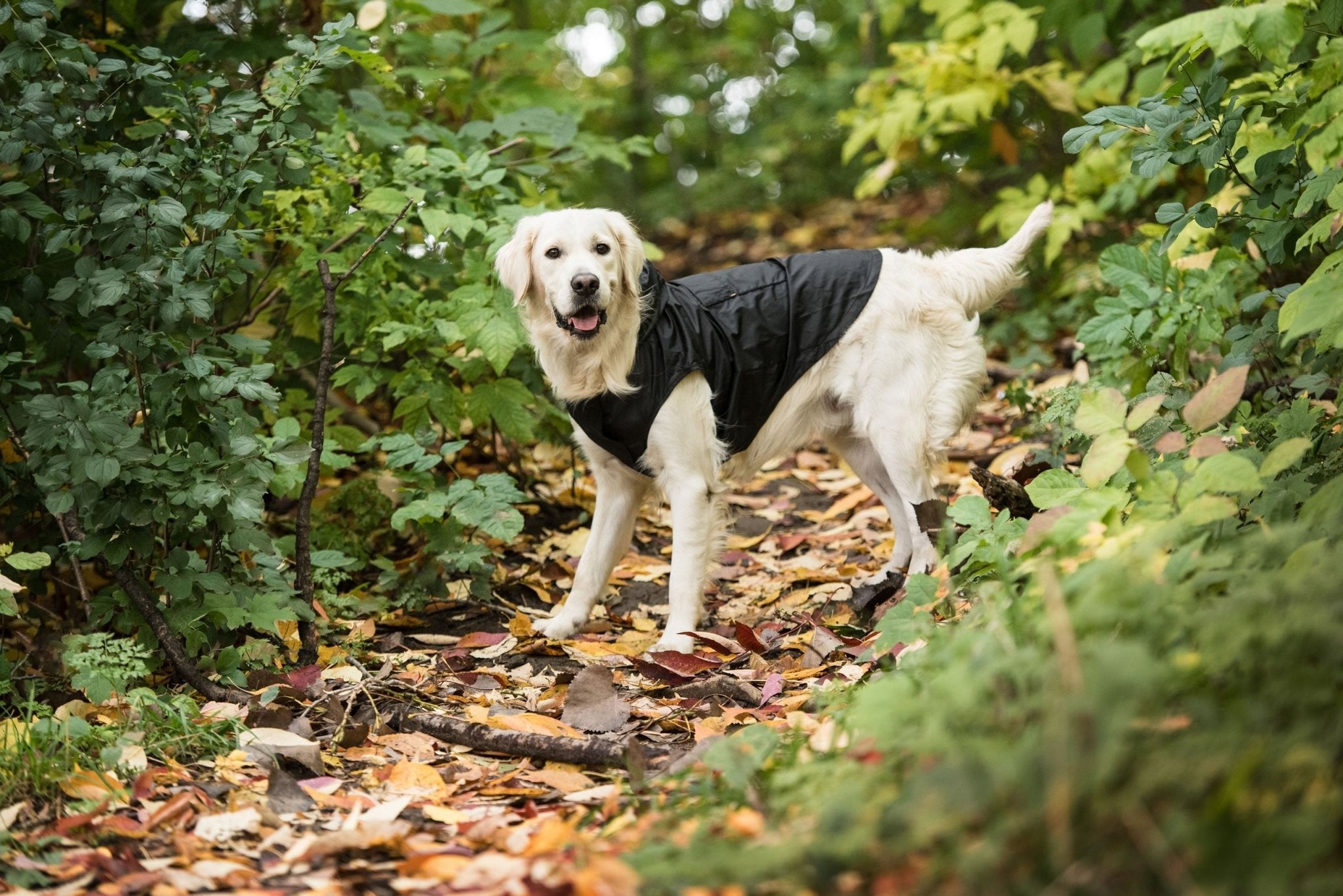 Black Packable Dog Raincoat - Smart-livingBlack Packable Dog Raincoat